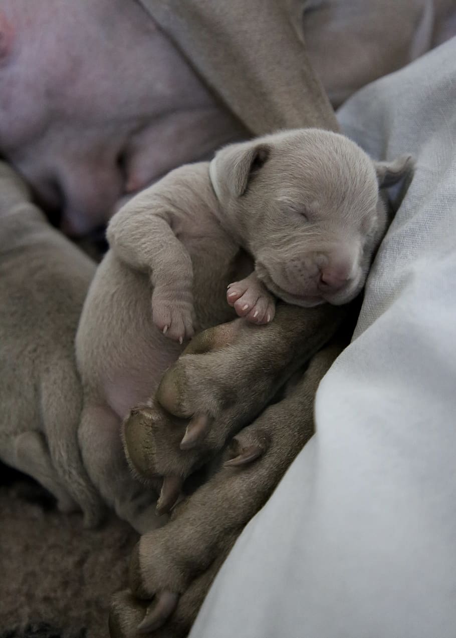 gray puppy near mother dog, mammal, canine, animal, pet, asleep, HD wallpaper