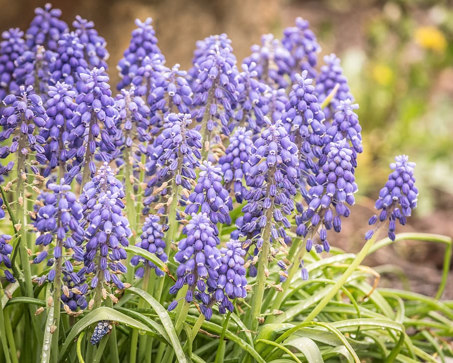 hyacinth, flower, spring, fragrant, garden, nature, plant, hyacinthus HD wallpaper