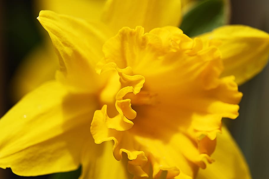 osterglocken, spring, yellow, daffodils, easter, spring flowers HD wallpaper