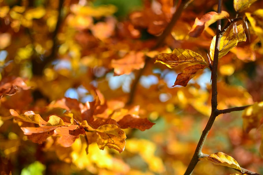 Brown Leaves during Daytime, foliage, nature, trees, autumn, leaf HD wallpaper