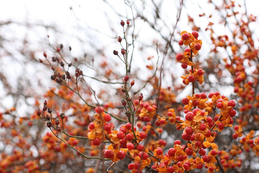 growth, plant, fruit, focus on foreground, tree, food, freshness HD wallpaper