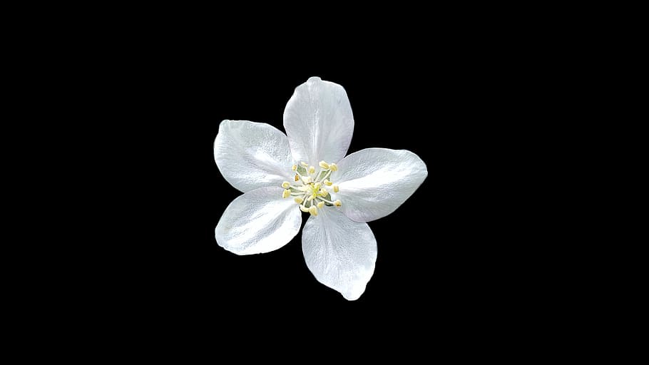 white five petal flower, flowering plant, beauty in nature, freshness HD wallpaper