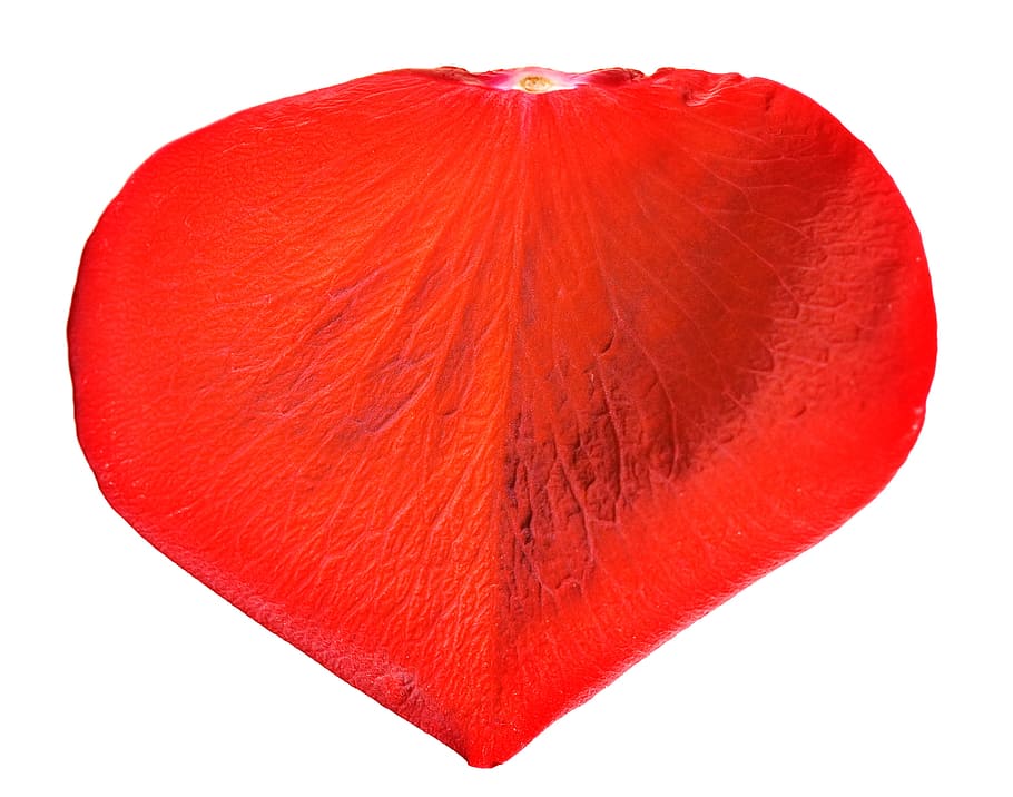 con2011, flower, fresh, gift, isolated, petal, photo, red, romance HD wallpaper
