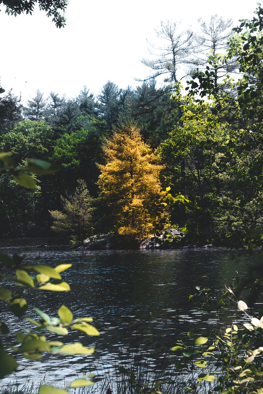 trees, forest, nature, woods, wallpaper, rustic, mood, plant HD wallpaper
