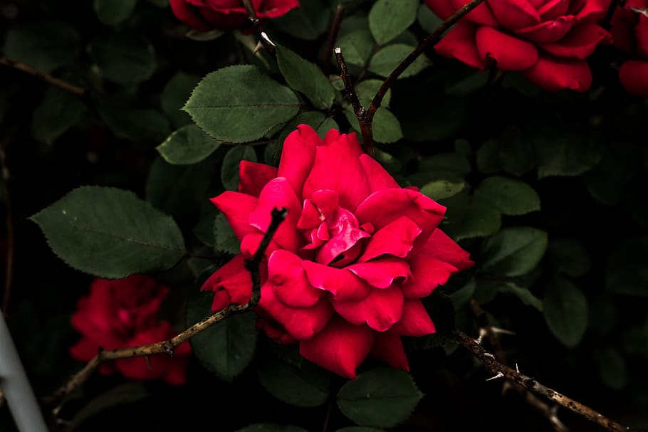 red flower, flowering plant, beauty in nature, petal, vulnerability HD wallpaper