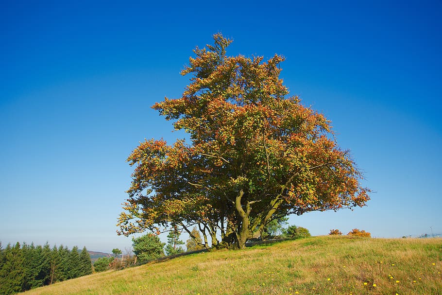 germany, arft, colors, red, yellow, tree, blue, hill, green HD wallpaper