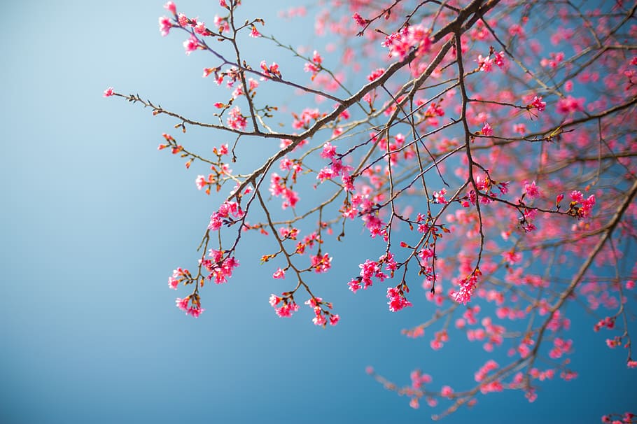 cherry blossom, plant, flower, petal, spring, fruit, food, pollen, HD wallpaper