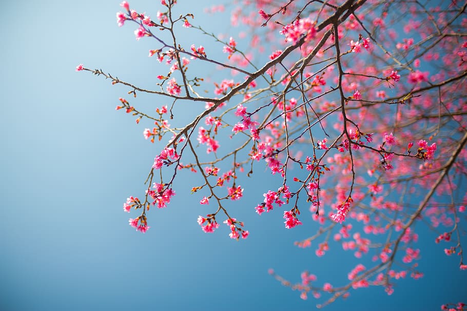 cherry blossom, plant, flower, petal, spring, fruit, food, pollen HD wallpaper