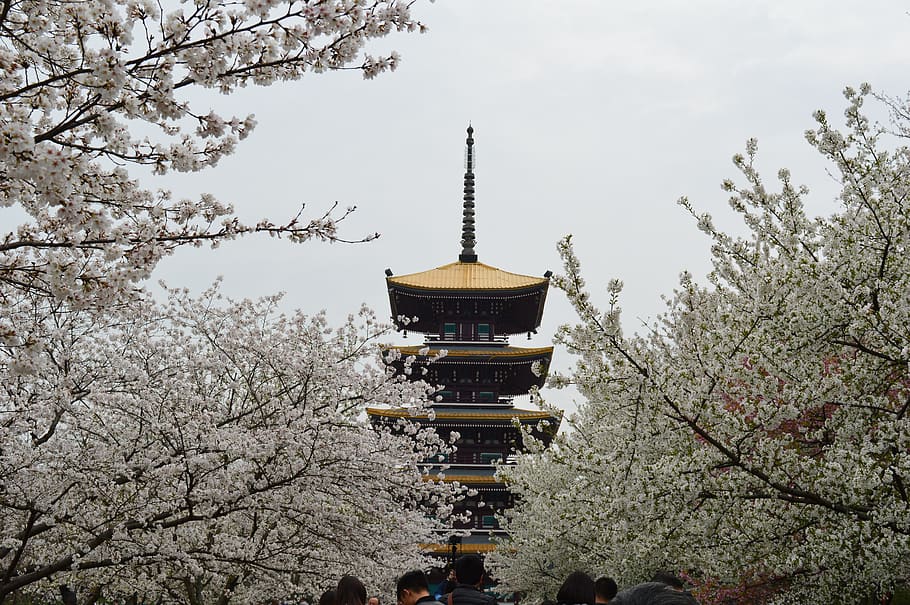 Brown and Black Temple, architecture, beautiful, bloom, blooming HD wallpaper