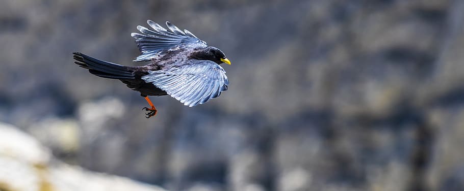 jackdaw, updraft, flying, bird, animal, animal themes, animals in the wild HD wallpaper