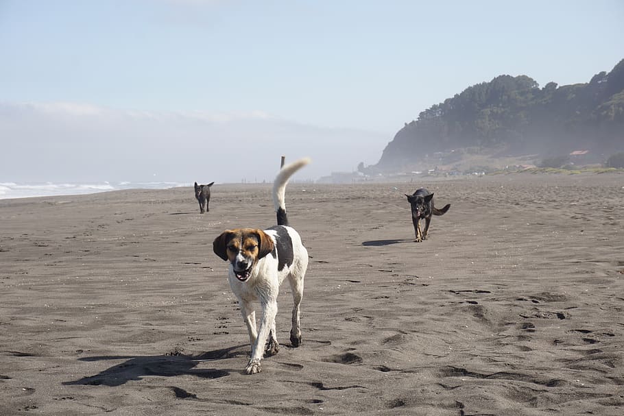 chile, iloca, dog, beach, pets, domestic, domestic animals HD wallpaper