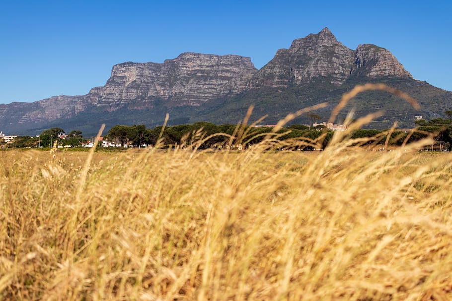 tall grass, mountain, table mountain, tree, trees, mountain in background HD wallpaper