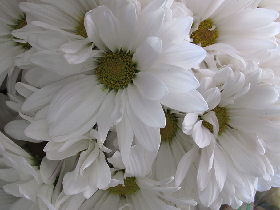 flowers, white, daisies, flowering plant, freshness, fragility HD wallpaper