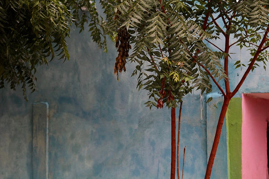 green tree painting, plant, abies, fir, leaf, wall, colombia HD wallpaper