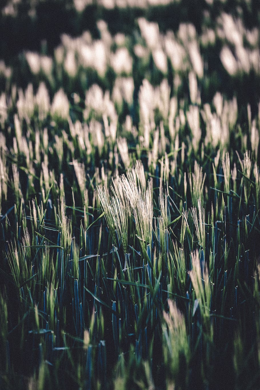 plant, grass, lawn, agropyron, reed, vegetation, vegetable HD wallpaper