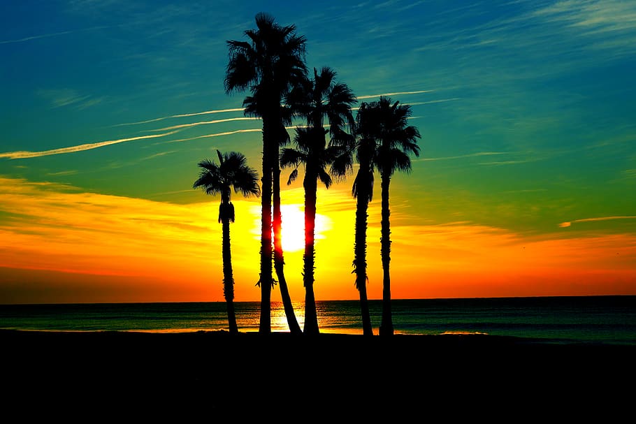 sky, sunset, scenics - nature, palm tree, tropical climate HD wallpaper