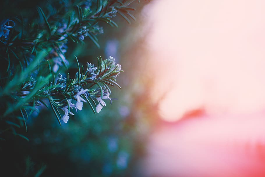 Selective Focus Photography of Flowers, blur, color, tree, plant HD wallpaper