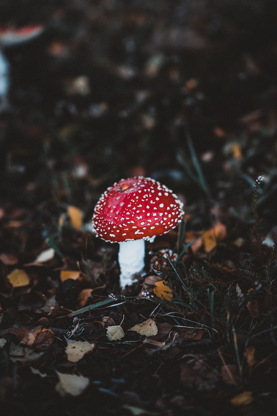 red mushroom\, fungus, vegetable, food, land, field, growth, fly agaric mushroom HD wallpaper