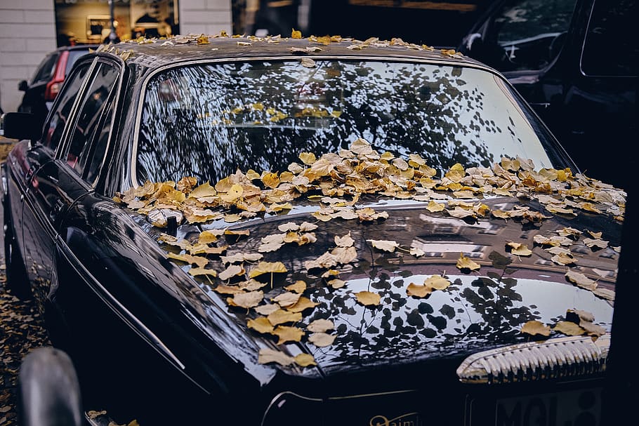 leaves covered car, vehicle, automobile, transportation, berlin HD wallpaper
