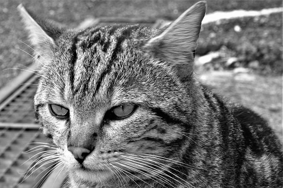 cat, stray cat, calico cat, one animal, animal themes, mammal HD wallpaper