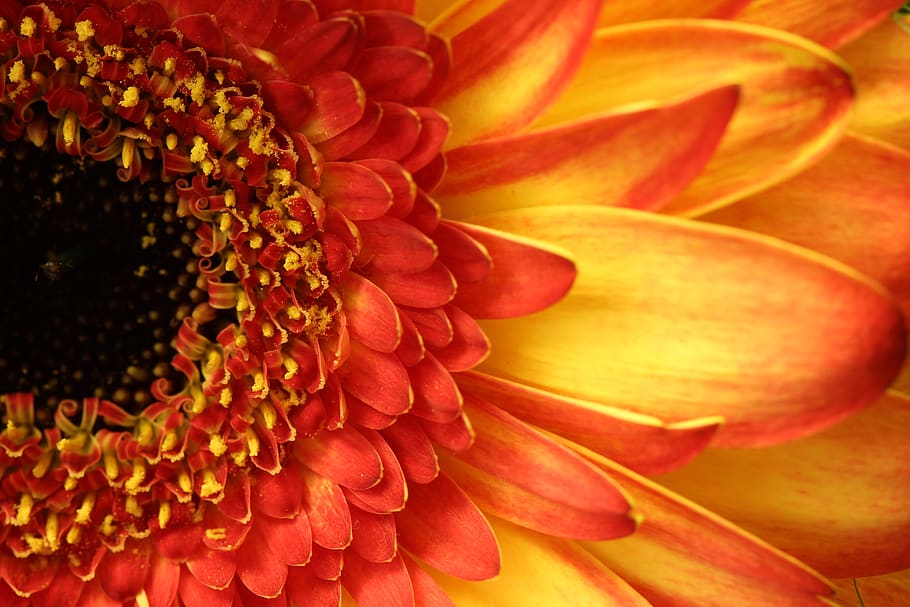 gerbera, yellow, macro, flower, blossom, bloom, close up, nature HD wallpaper