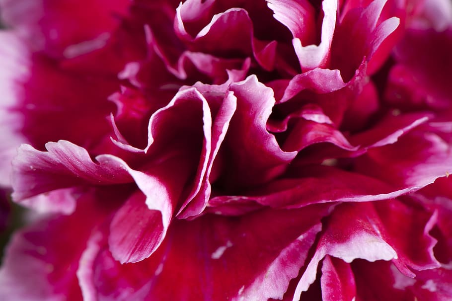 Carnation Dwarf