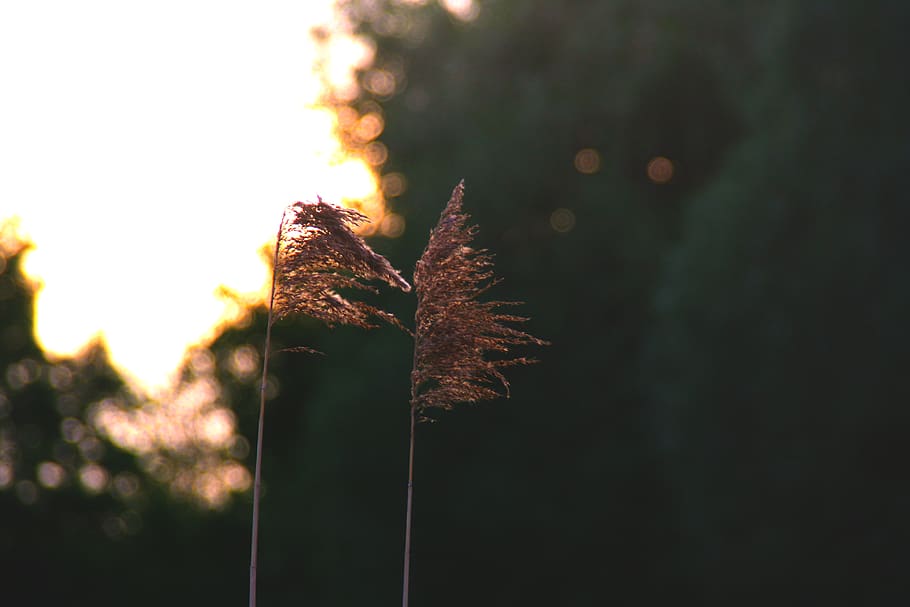 trees, sunset, sunrise, orange, green, plant, nature, focus on foreground HD wallpaper