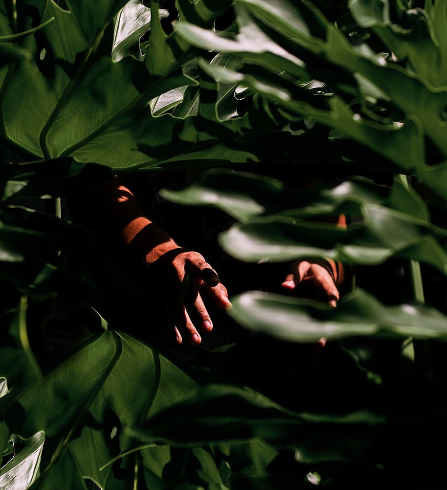 Person Standing Behind Green Leafed Plant, hands, shadow, plant part HD wallpaper