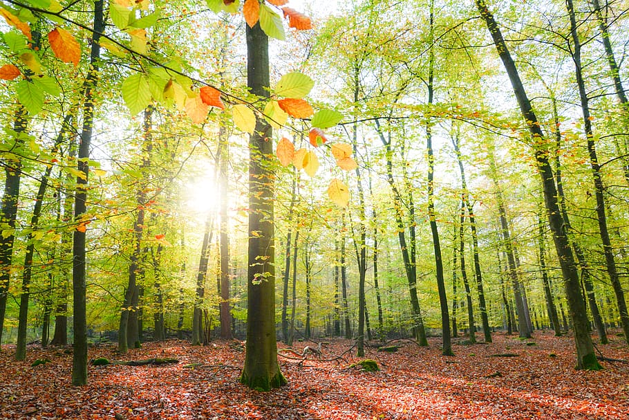 forest sunlight, nature, landscape, mood, trees, sunbeam, lighting HD wallpaper