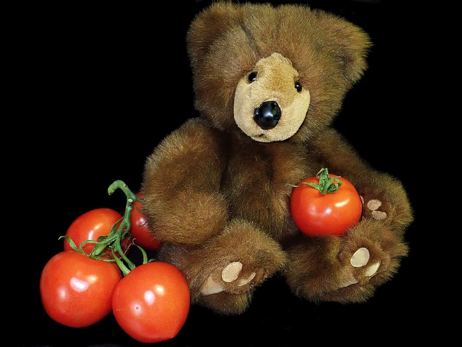 teddy, bear, toy, tomatoes, vegetarian, studio shot, stuffed toy HD wallpaper