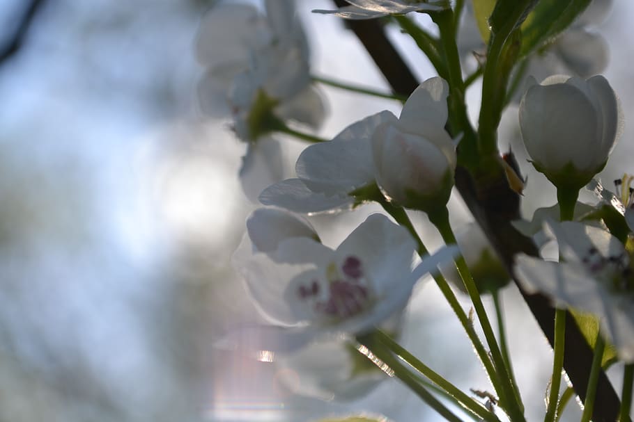 flowers, spring, light pink, blurred, new growth, re-new, wallpaper HD wallpaper