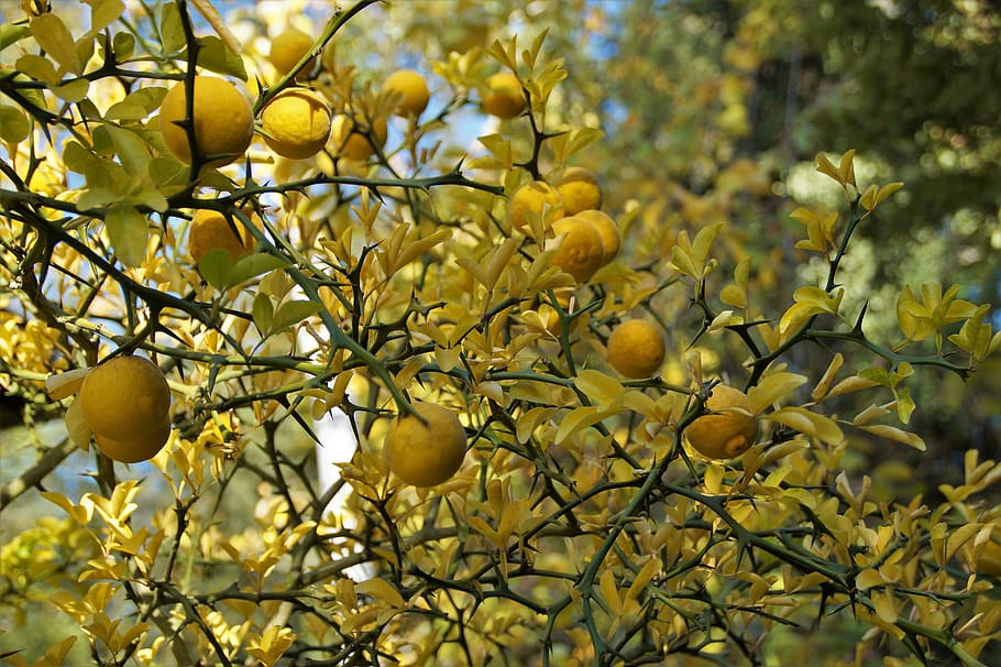 Lemon tree Plants Plant aesthetic Trendy plants Citrus Tree HD phone  wallpaper  Pxfuel