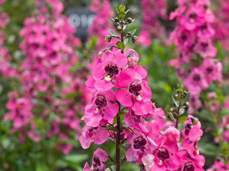 Pink Flowers, Macro, Nature, blur, focus, garden, green, flowering plant HD wallpaper