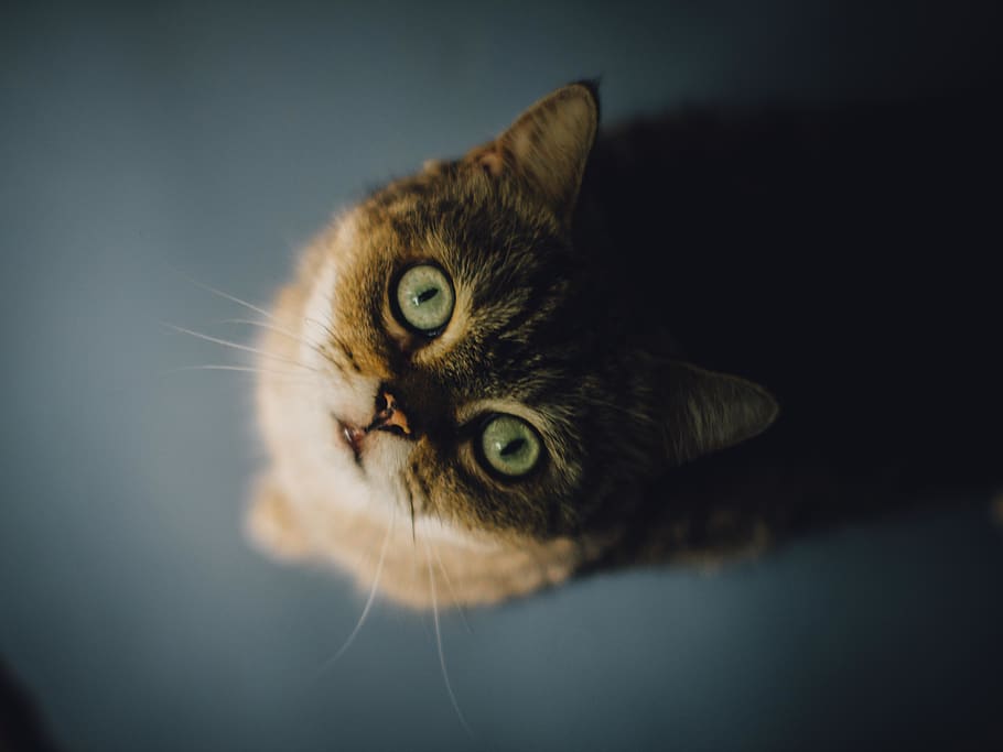 singapore, domestic cat, feline, animal, pets, animal themes HD wallpaper