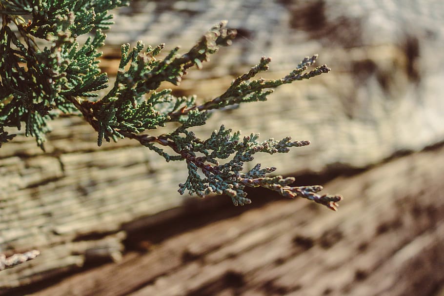 trees, wood, juniper, nature, plant, growth, close-up, no people HD wallpaper
