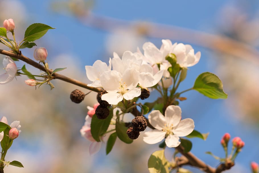 spring, flower, flowers, background, focus, closeup, outdoor HD wallpaper