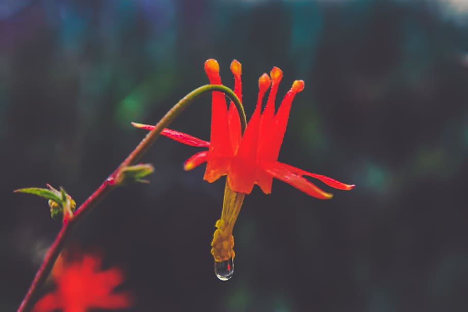 united states, carson pass, plant, flowering plant, close-up HD wallpaper