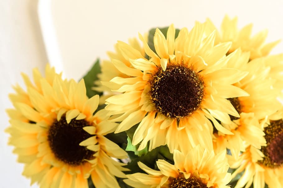 plant, sunflower, blossom, daisies, daisy, sunflowers, happy