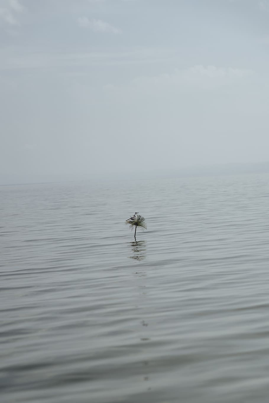 calm ocean, water, outdoors, nature, bird, lake, lake george HD wallpaper