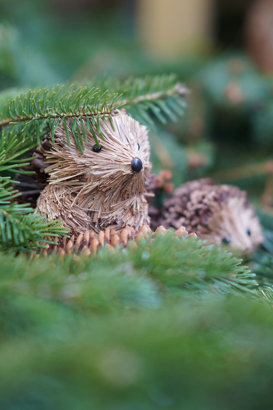 tree, winter, nature, christmas, needle, wood, outdoors, leaf HD wallpaper