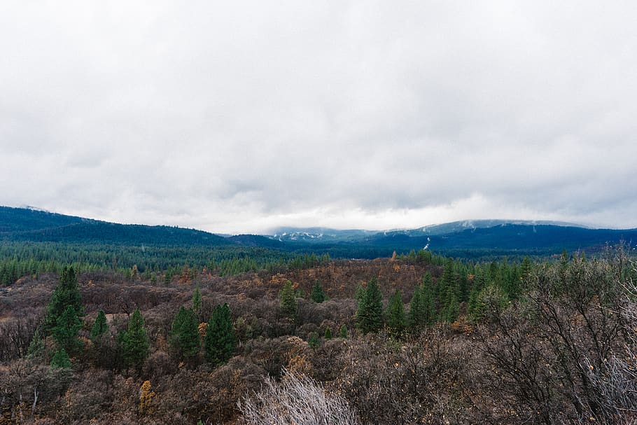 Green and Brown Trees, clouds, forest, environment, landscape HD wallpaper