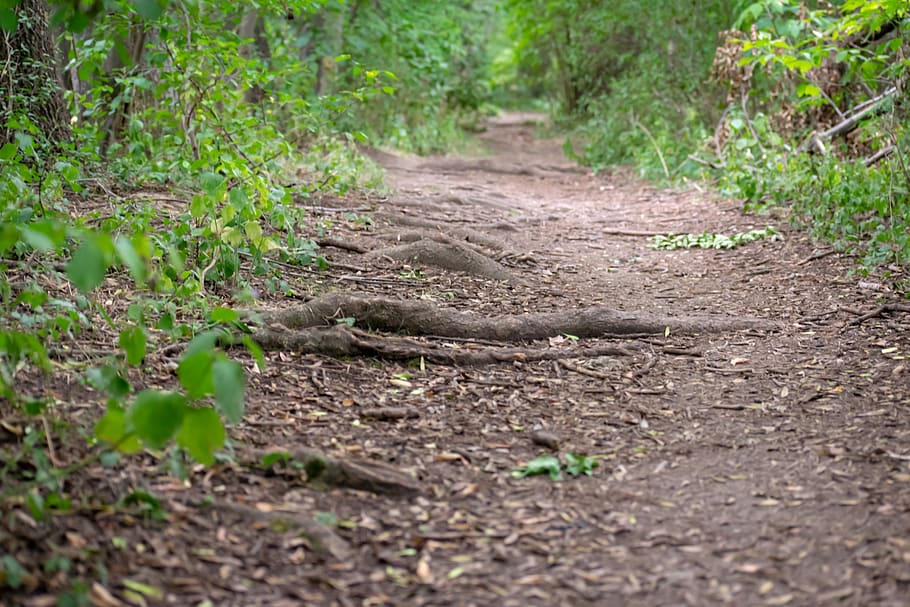 forest, way, wild, nature, tree, green, landscape, wood, outdoor HD wallpaper