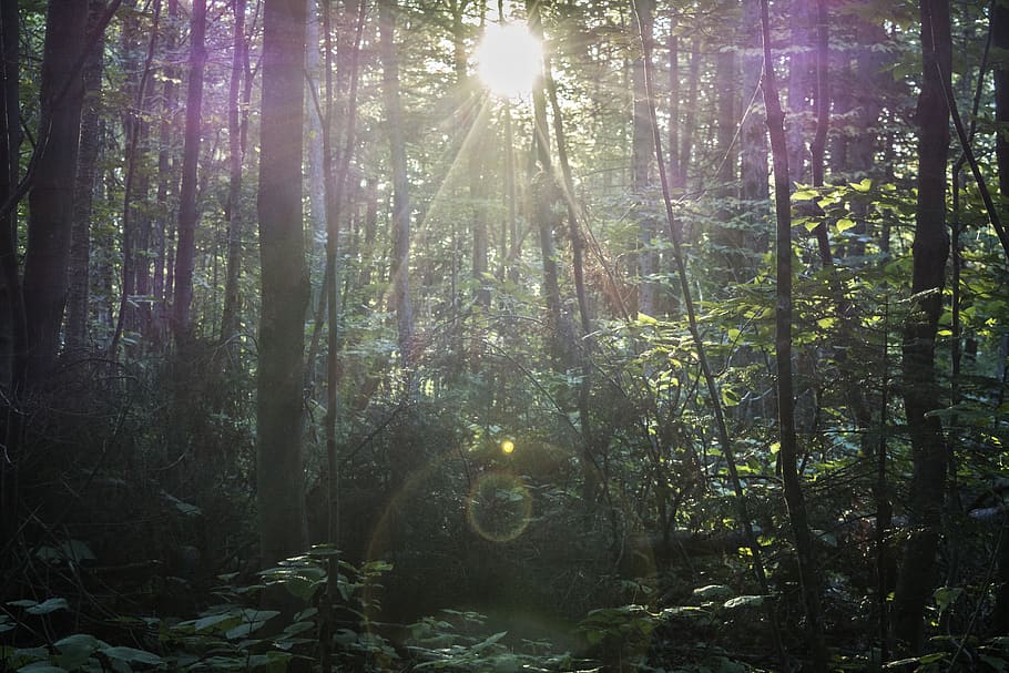 flare, light, sunlight, vegetation, plant, nature, outdoors HD wallpaper