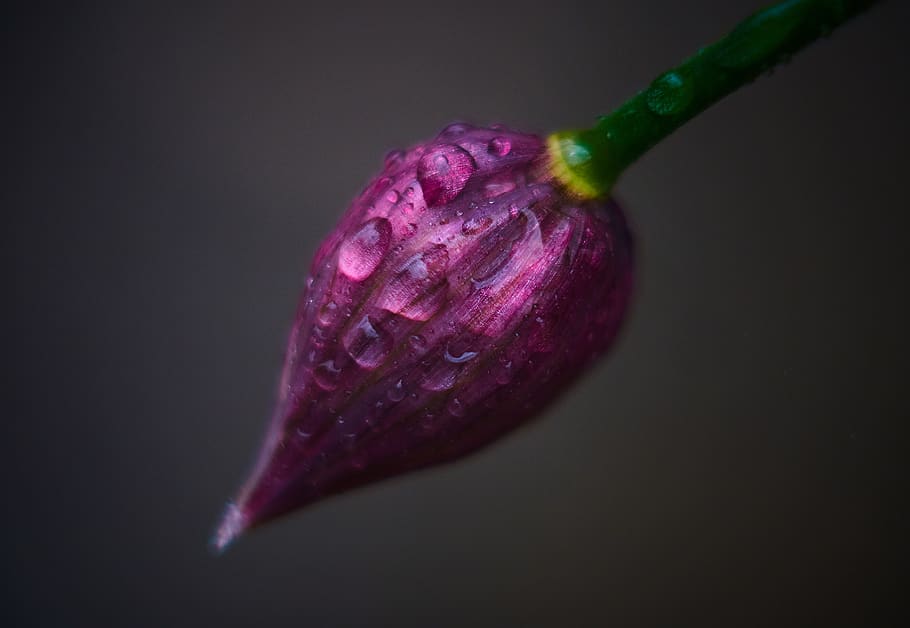 chives, macro, macrophoto, drops, water, purple, plant, nature HD wallpaper