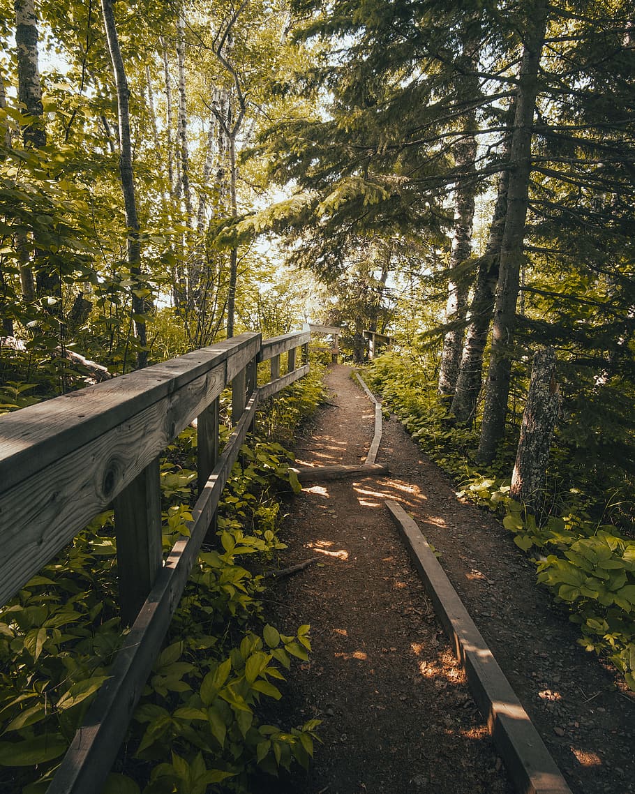 brown wooden fence surrounded by trees, path, hand rail, forest HD wallpaper