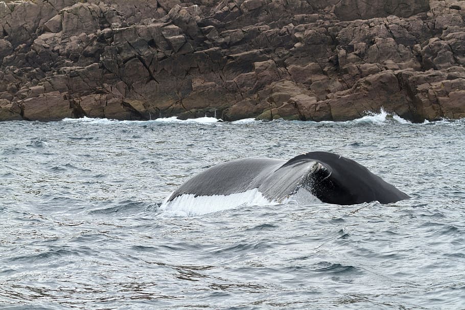 Whale diving deep., humpback whale, newfoundland and labrador