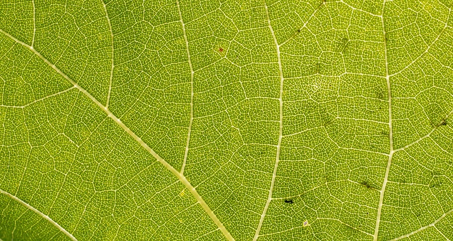 leaf, close up, vain, green, nature, plant, green color, plant part HD wallpaper
