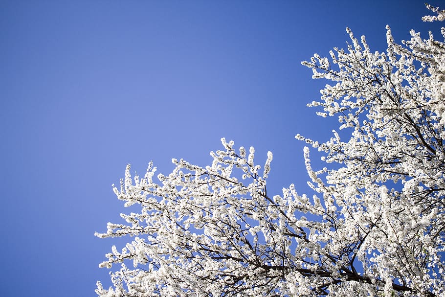 white-leafed tree during daytime, nature, outdoors, ice, snow HD wallpaper