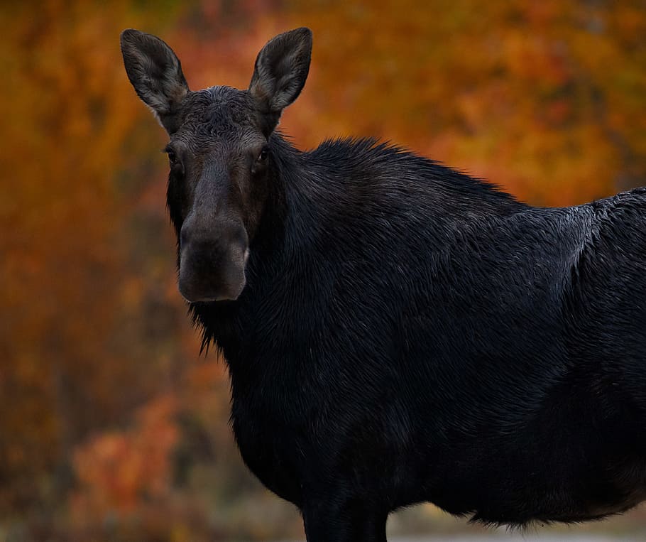 black animal, moose, fall color, maine, new england, tree, mamal