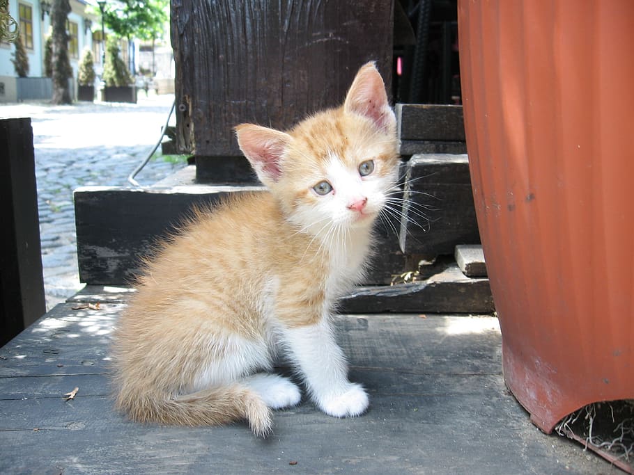 serbia, belgrade, orange tabby kitten, pets, urban, cats, animals